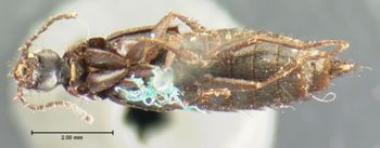 Media type: image;   Entomology 7295 Aspect: habitus ventral view